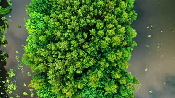 Flying above green forest and river in summer. alt