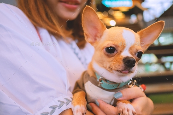 A man’s best friend. A cute Chihuahua with blue leather collar in the arms of a woman in white shirt