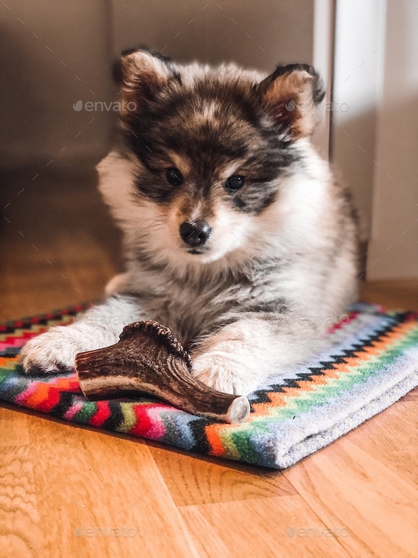 A puppy Finnish Lapphund dog lying on blanket with antler chewing horn