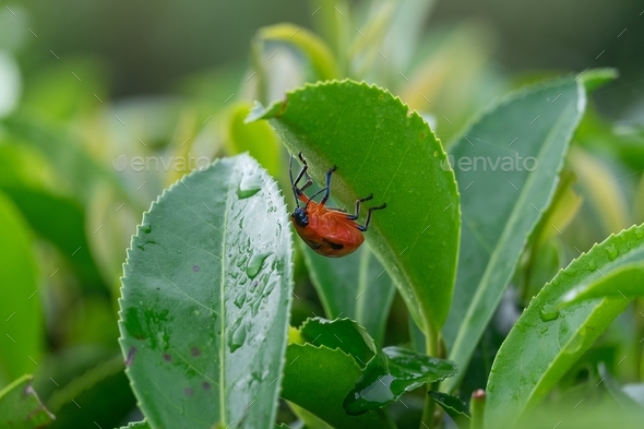 Ladybug on green tea leave in the morning after rain