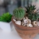Close up of cactus in a pot on a table in cafe or at home - PhotoDune Item for Sale