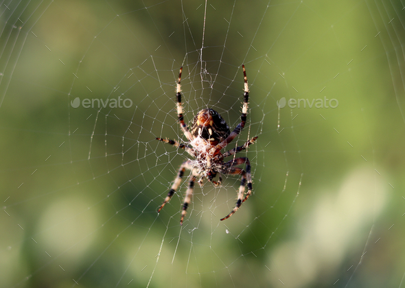 Spider  - Stock Photo - Images