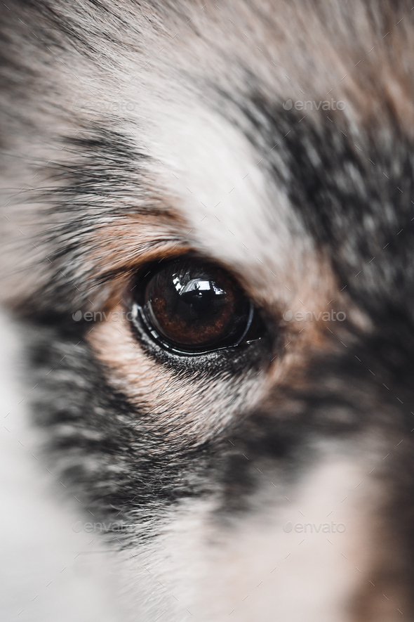 Close up of a puppy dog, Finnish Lapphund
