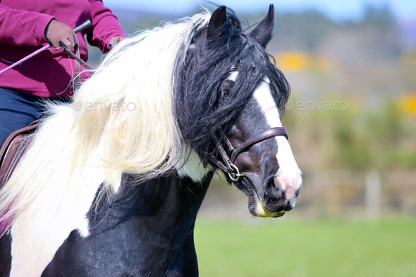 Piebald Pony - Stock Photo - Images