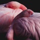Two flamingos  - PhotoDune Item for Sale