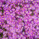 Purple Flowers - PhotoDune Item for Sale