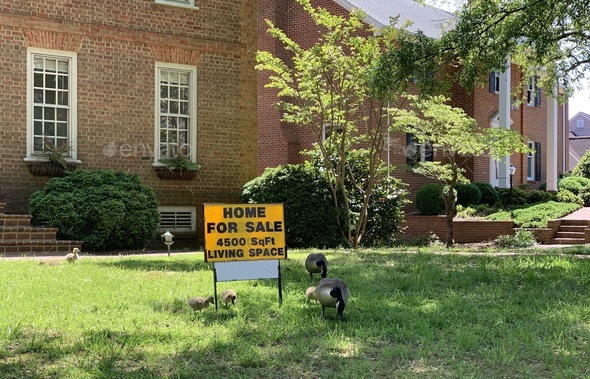 Home for sale sign at the front yard of a home and geese walking around it.  - Stock Photo - Images