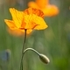 Spring Poppy flowers (papaver) - PhotoDune Item for Sale