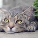 Cute cat - PhotoDune Item for Sale
