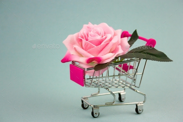 pink rose in shopping cart on a blue background