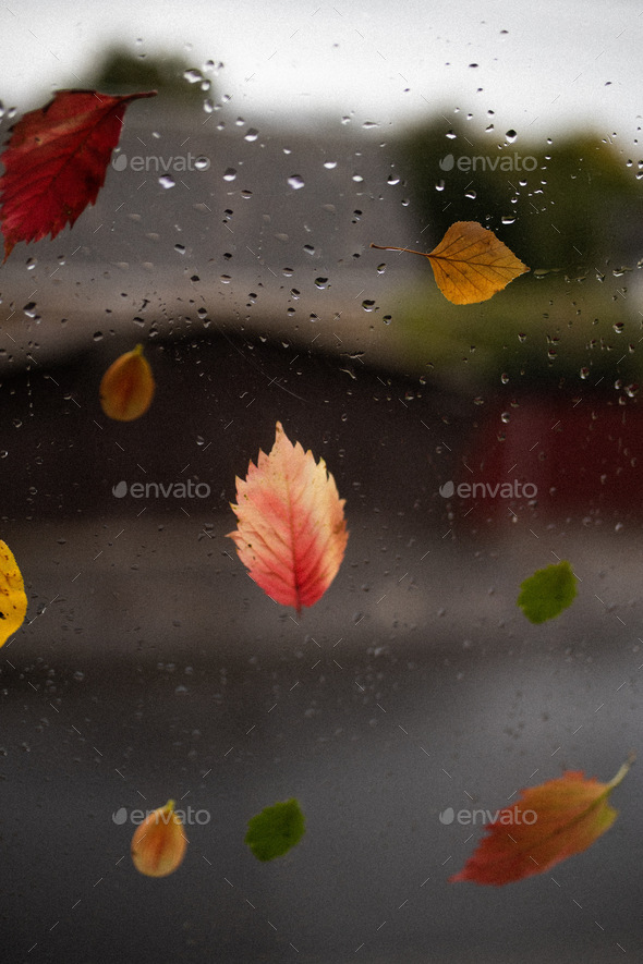 Yellow and red leaves stuck to the window. Autumn rain reflected on the window. Autumn mood.