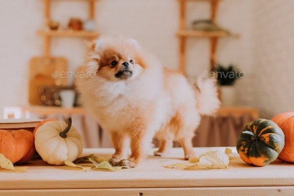 cute little red fluffy pomeranian dog stands among the pumpkins and looks away. pet products