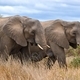 African Elephants - PhotoDune Item for Sale