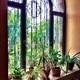 Window Plants - PhotoDune Item for Sale