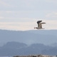 Seagull with starfish. Illa de Arousa. Galicia. - PhotoDune Item for Sale