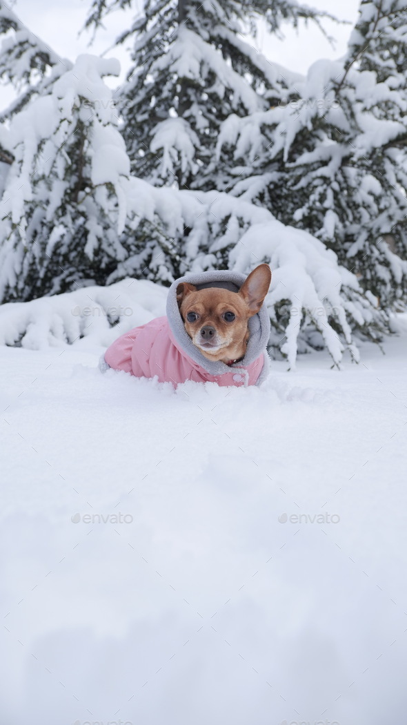 small dog for a walk in the snow near the tree - Stock Photo - Images