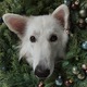 Christmas dog - PhotoDune Item for Sale