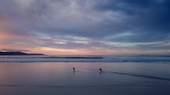 Oystercatcher Birds Looking For Food In Spirits Bay Beach - aerial shot alt