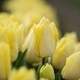 Vibrant blooming yellow spring tulips  - PhotoDune Item for Sale