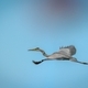 Grey heron flying in the blue sky - PhotoDune Item for Sale