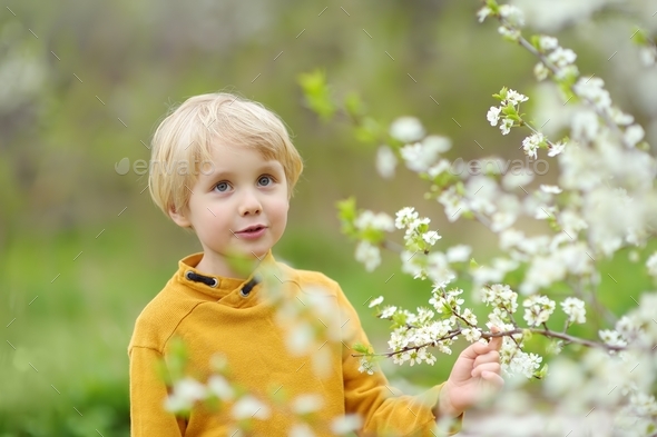 Glad boy admiring blossom cherry tree in sunny garden. Stock Photo by ...