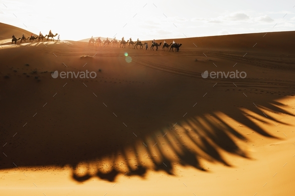 Camel caravan group in desert sand dunes at sunset light with beautiful shadows