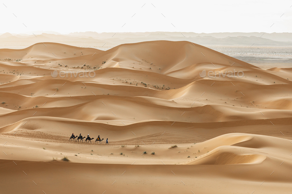 Camel caravan group in desert sand dunes in Morocco, Sahara. Beautiful sunset in pastel color