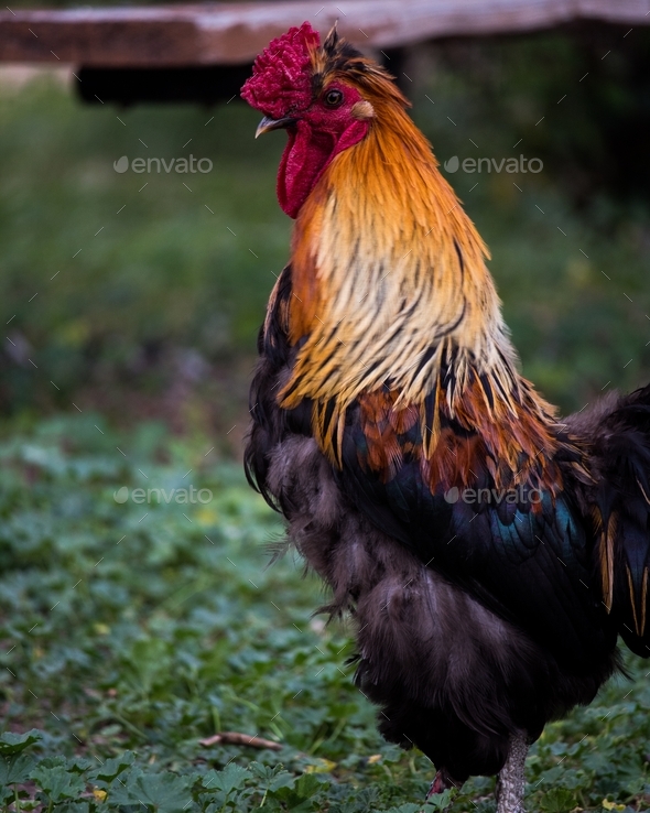 Colorful rooster on the farm. Agricultural life. Farm lifestyle. Farmer animals.