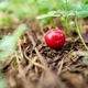 A dropped ripe red plum on the ground. June, Summer - PhotoDune Item for Sale