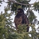 Juvenile eagle perched - PhotoDune Item for Sale