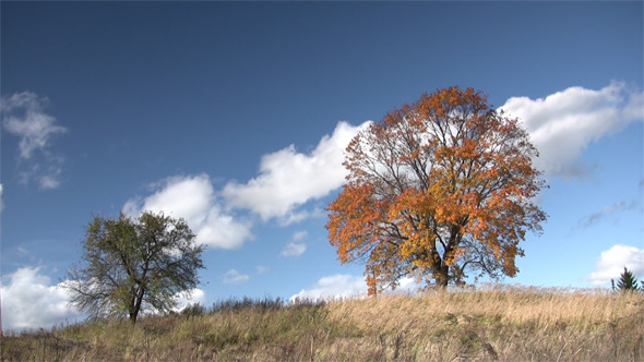 Old Oak Tree In Autumn Finery 
