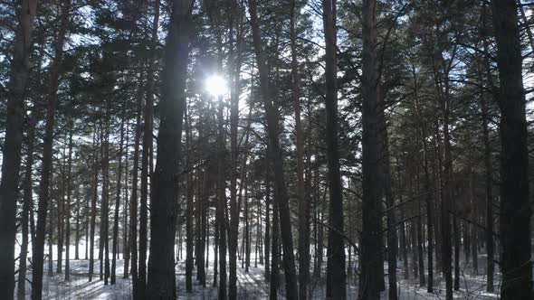 Walking Through the Coniferous Forest. Green Forest in Early Spring.