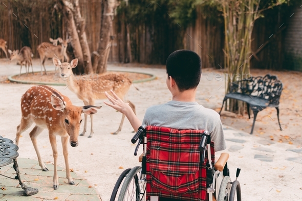 Disabled child sitting on wheel​chair​ feeding deers in zoo