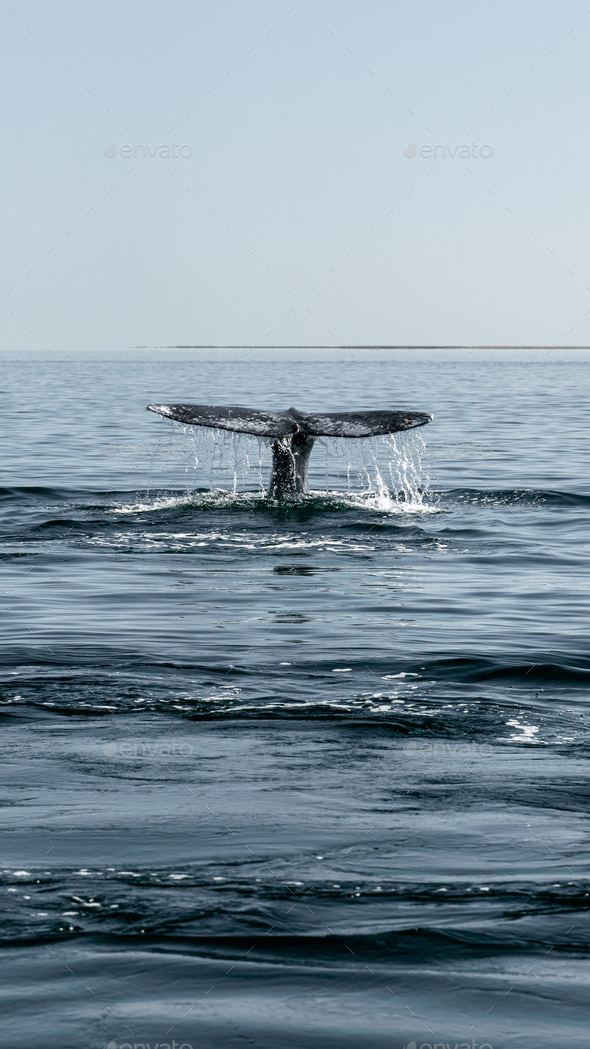 Cola De Ballena Stock Photo By Cookiemaestri 