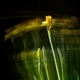 yellow daffodil with blur on a dark background - PhotoDune Item for Sale