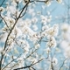 Blossomed tree in spring with white flowers - PhotoDune Item for Sale