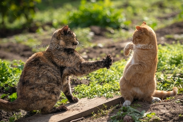 Don’t touch me.A turtle-colored cat fights with a ginger cat.Two cats keep social distance.High five