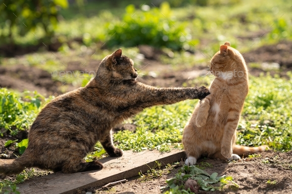 Don’t touch me. A turtle-colored cat fights with a ginger cat. Two cats