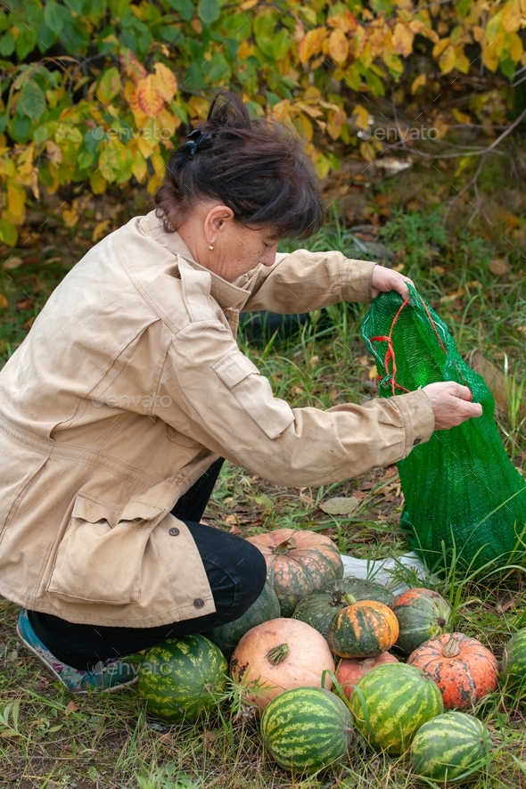 Woman picking pumpkins and watermelons to the bag