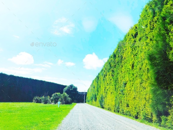 Tall green tree wall driveway in a grand estate