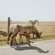 Bighorn Sheep / Rams on the Road - PhotoDune Item for Sale