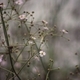 Small pink flowers. - PhotoDune Item for Sale