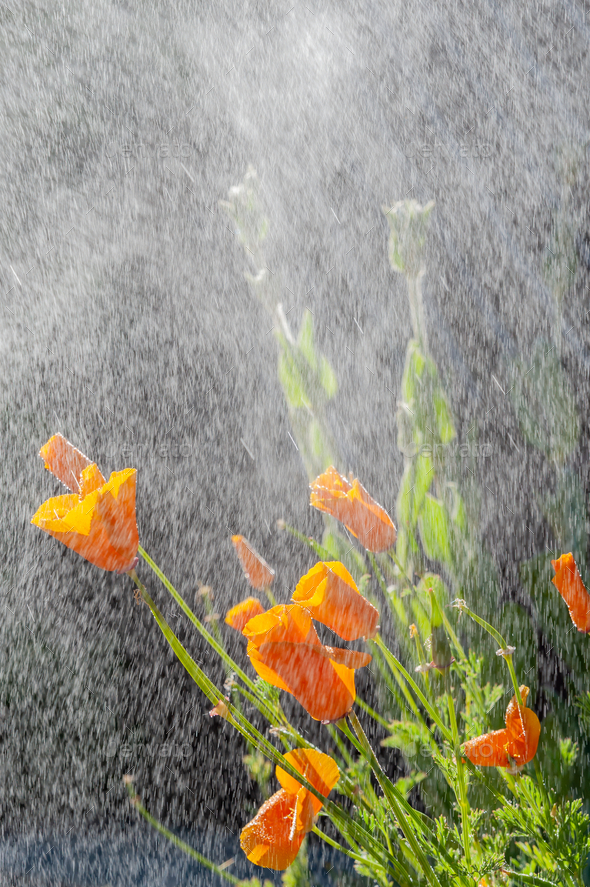 California poppy flowers during drizzle rain on sunny day.