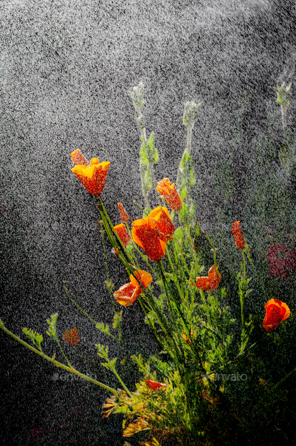 California poppy flowers during drizzle rain on sunny day.