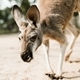 Kangaroo hopping by the camera quite fast at a wildlife animal refuge.  - PhotoDune Item for Sale
