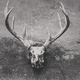 deer skull - PhotoDune Item for Sale