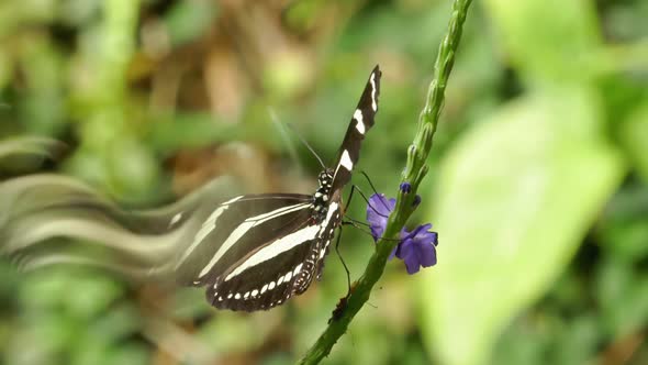 Butterfly on Tropical Flower alt