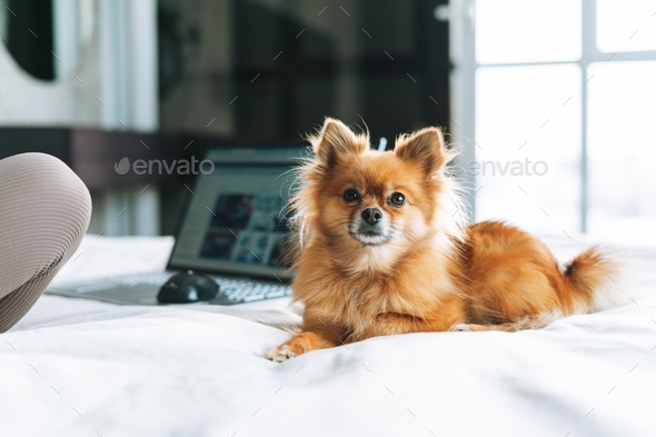 Blonde pomeranian sales