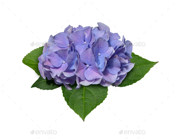 Dried Hydrangea Flowers Isolated Elements on White Background with