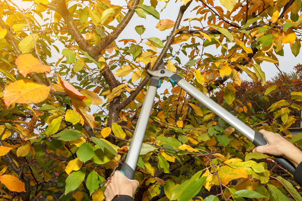 Fruit tree pruning. Garden scissors. It is important to prune fruit trees in fall a sanitary manner